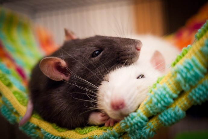 ​Надежные способы избавления от крыс