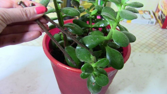 Зачем наши бабушки закапывали гвоздь в горшок с цветами Зачем наши бабушки закапывали гвоздь в горшок с цветами