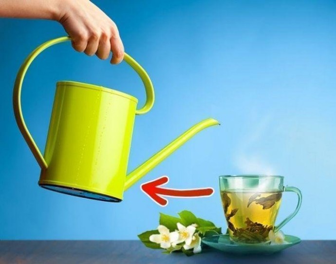 ​Зеленый чай для растений