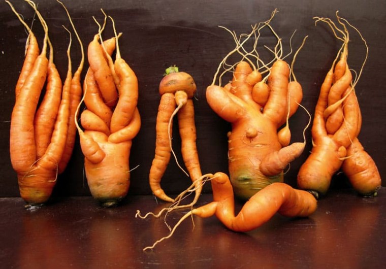 ​Причины растрескивания моркови и того, что она растет кривой