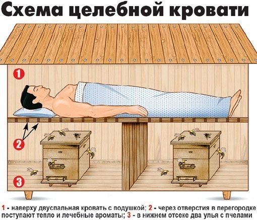 Как сон на пчелах способствует оздоровлению всего организма Как сон на пчелах способствует оздоровлению всего организма