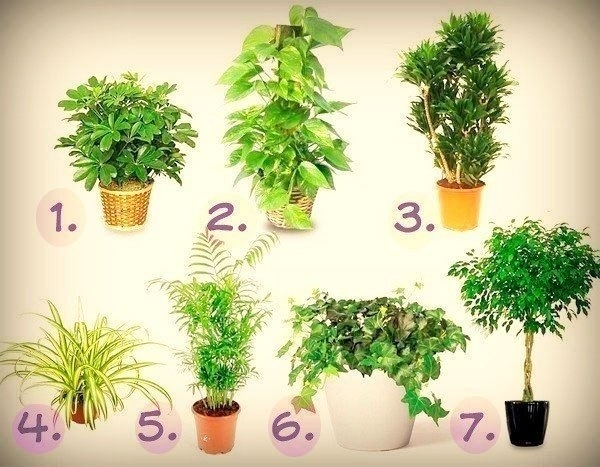 7 лучших растений для очистки воздуха в помещении