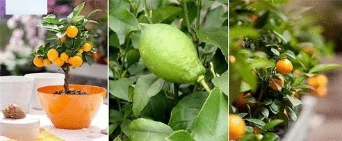 Как вырастить апельсин, грейфрут, лимон, финик, киви и даже авокадо из косточки