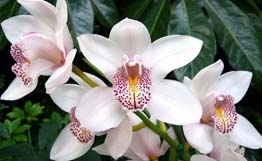 4 полезных совета в выращивании орхидеи.