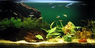 Используйте воду с аквариума для полива растений