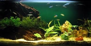 Используйте воду с аквариума для полива растений