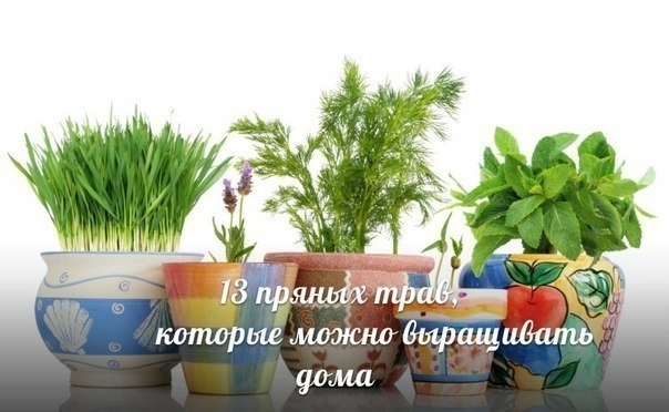 13 пряных трав, которые можно выращивать дома