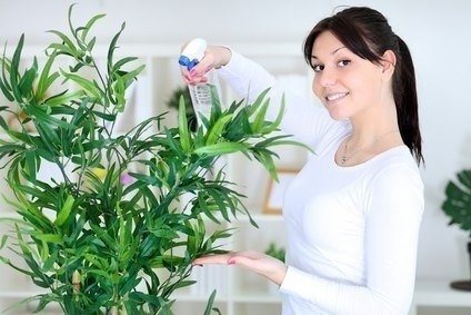 12 эффективных способов удобрить домашние растения