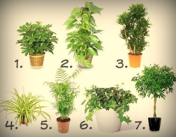 Комнатные растения, которые очищают воздух?