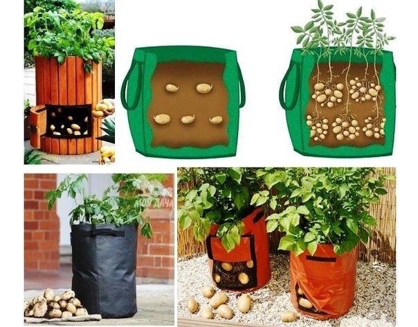 Как выращивать картошку в мешках