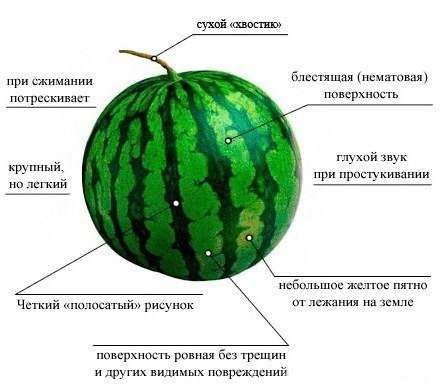 Как правильно выбрать арбуз