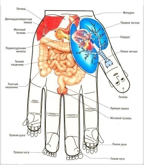 Как с помощью ладони воздействовать на внутренние органы