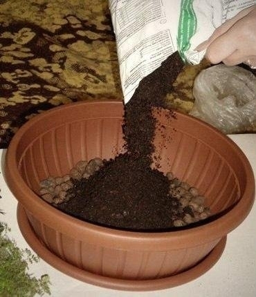 Как устроить мини-сад в горшке