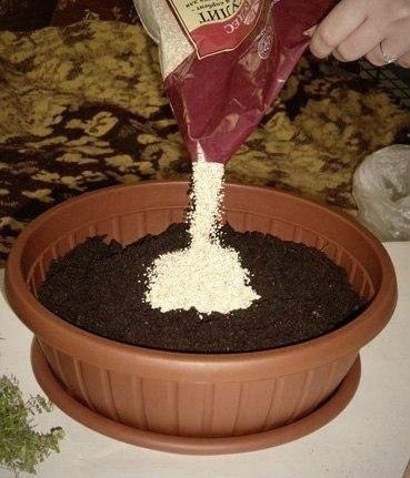 Как устроить мини-сад в горшке