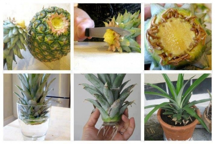 Как дома вырастить ананас