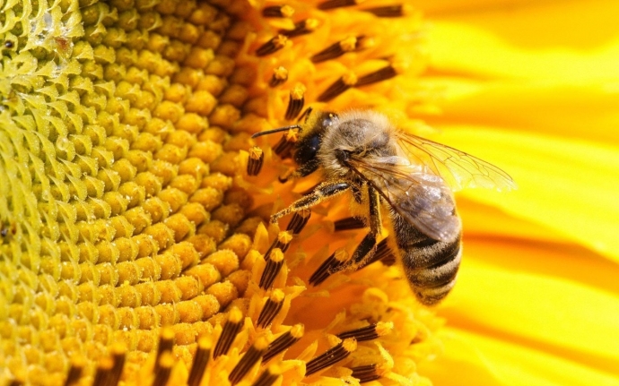Что делать, если ужалила пчела