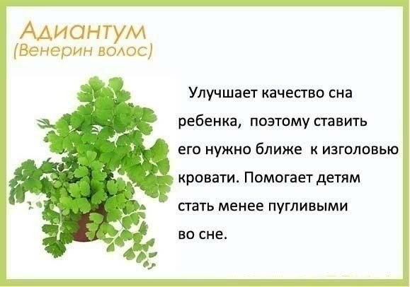 Цветы в детскую комнату