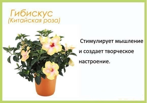 Цветы в детскую комнату