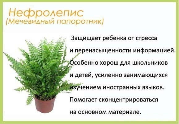 Цветы в детскую комнату