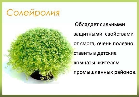 Цветы в детскую комнату