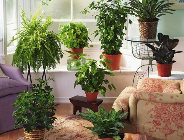 Как правильно ухаживать за комнатными растениями в осенне-зимний период