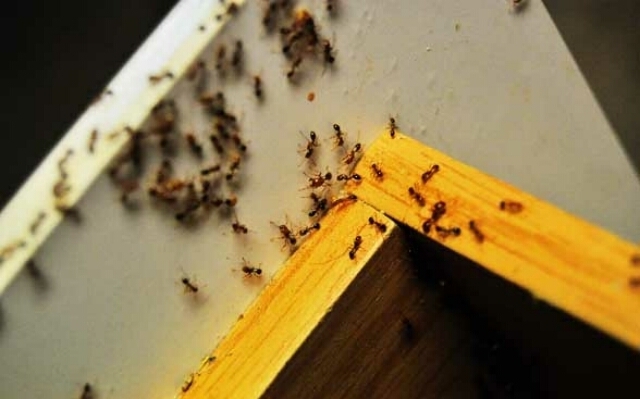 Действенный способ избавиться от муравьев на кухне
