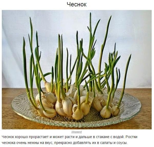 8 овощей, которые можно купить один раз, а потом выращивать всегда