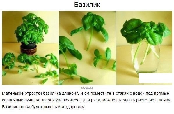 8 овощей, которые можно купить один раз, а потом выращивать всегда