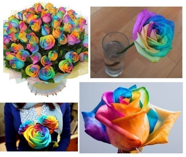 Секрет разноцветных роз