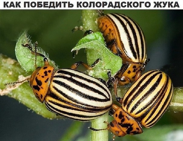 Как победить колорадского жука Как победить колорадского жука