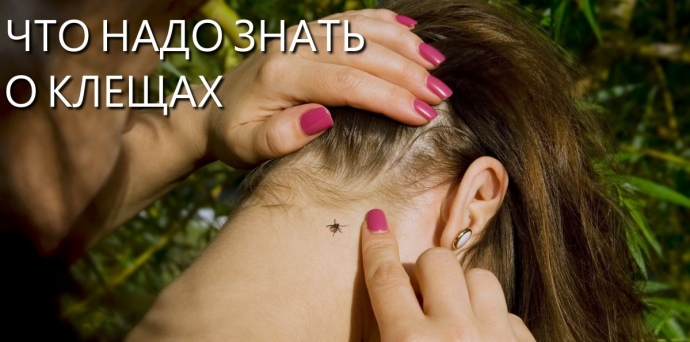 7 фактов о клещах, которые жизненно важно знать. 7 фактов о клещах, которые жизненно важно знать.
