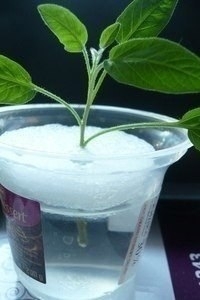 Как легко укоренить черенок Как легко укоренить черенок