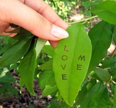 Как сделать надписи на листьях
