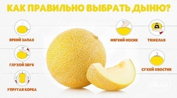 Как правильно выбрать дыню