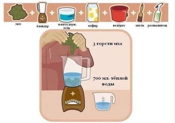 Как вырастить надпись или рисунок из мха