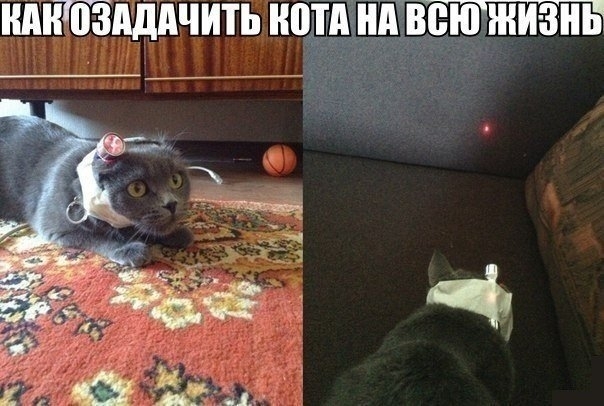 Как озадачить кота на всю жизнь