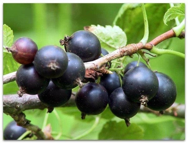 7 секретов хорошего урожая чёрной смородины