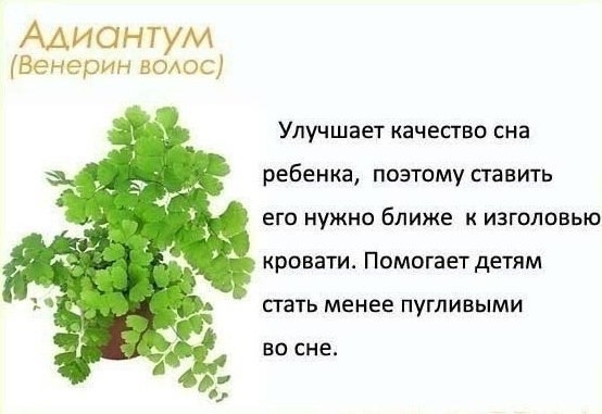 Цветы в детскую комнату