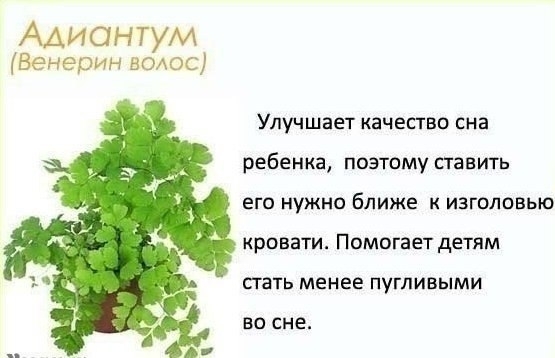 Цветы в детскую комнату