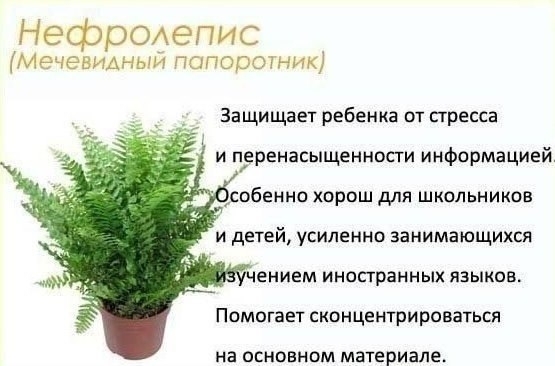 Цветы в детскую комнату