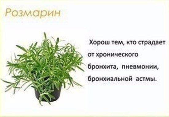 Цветы в детскую комнату