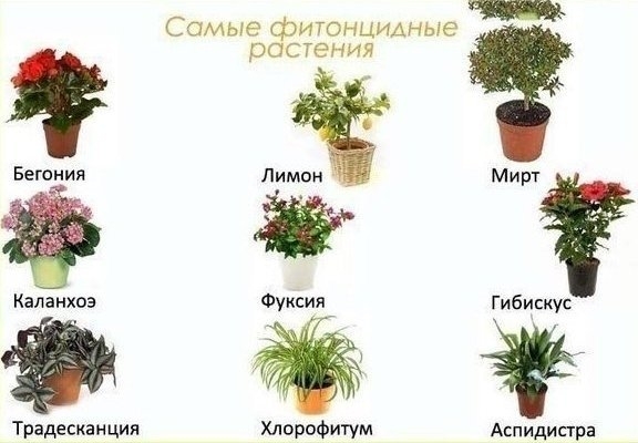 Цветы в детскую комнату