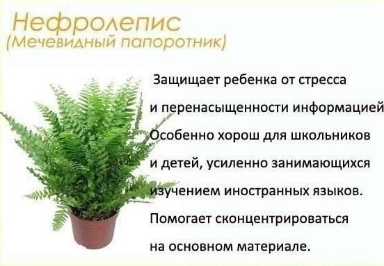 Цветы в детскую комнату