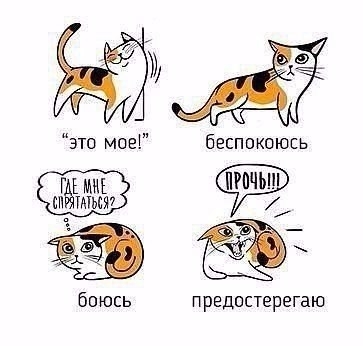 Учимся понимать кошек