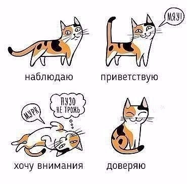 Учимся понимать кошек