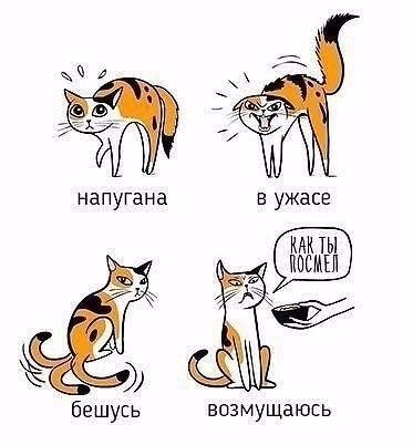 Учимся понимать кошек