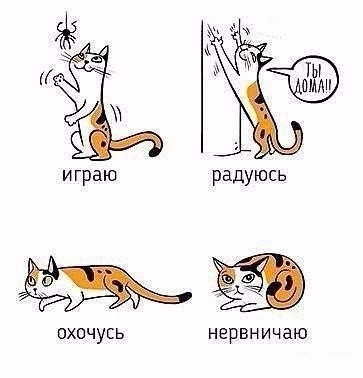 Учимся понимать кошек