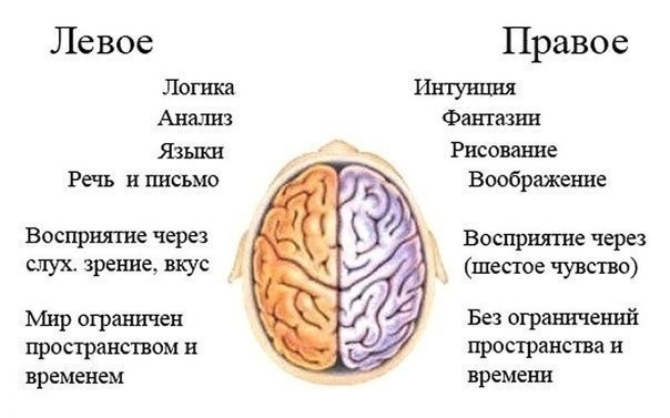 За что отвечают левое и правое полушария мозга