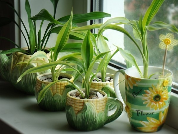 7 лучших растений для очистки воздуха внутри помещения: