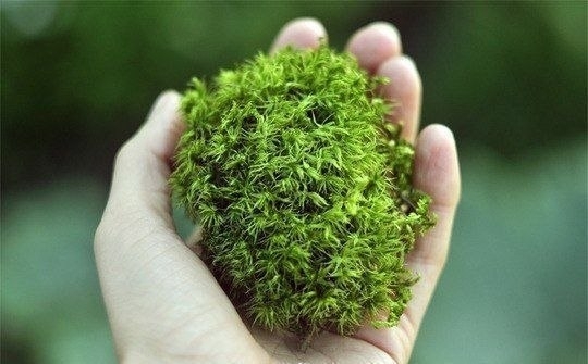 Вечнозеленый маленький мир